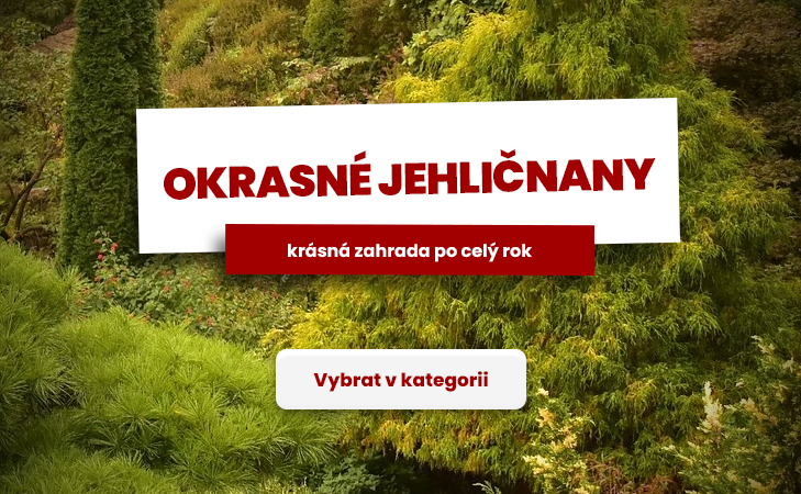 Okrasné jehličnany