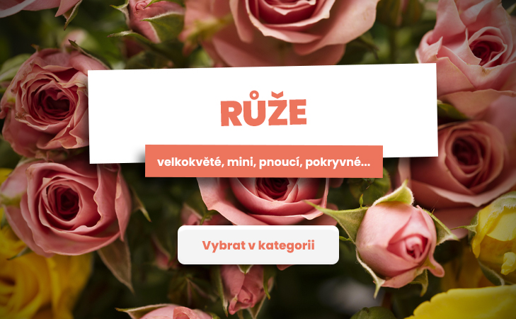 Růže